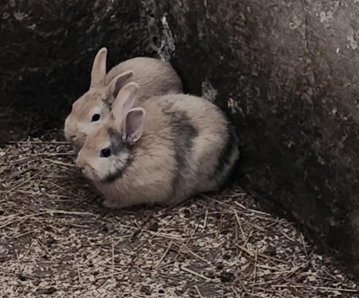 3 Hasen zu verschenken 3