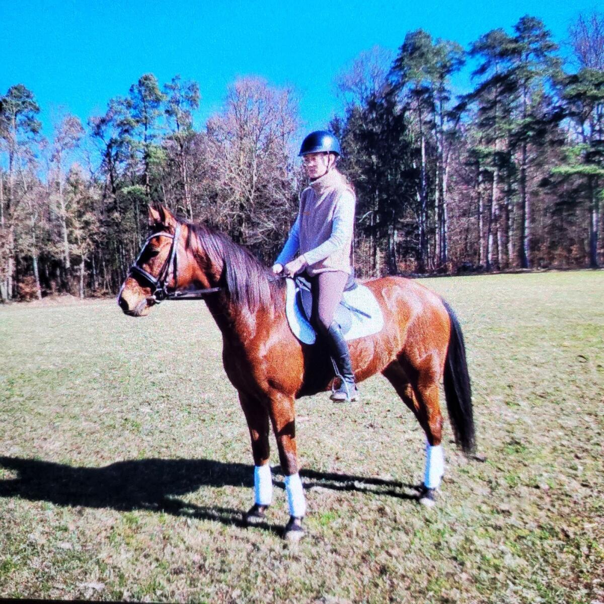 Wunderbares Freizeitpferd 3