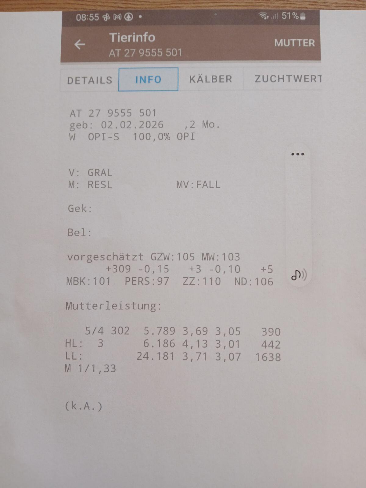 Original Pinzgauer Kuhkalb 2