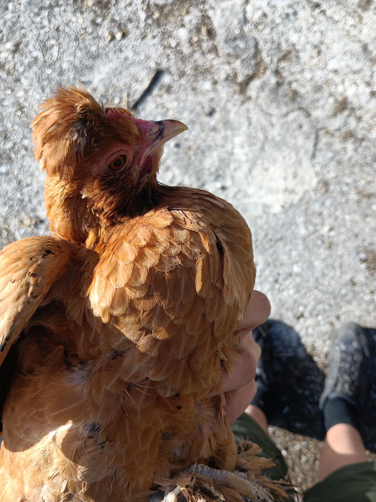 Mix Zwerghühner 4 Stk. 3