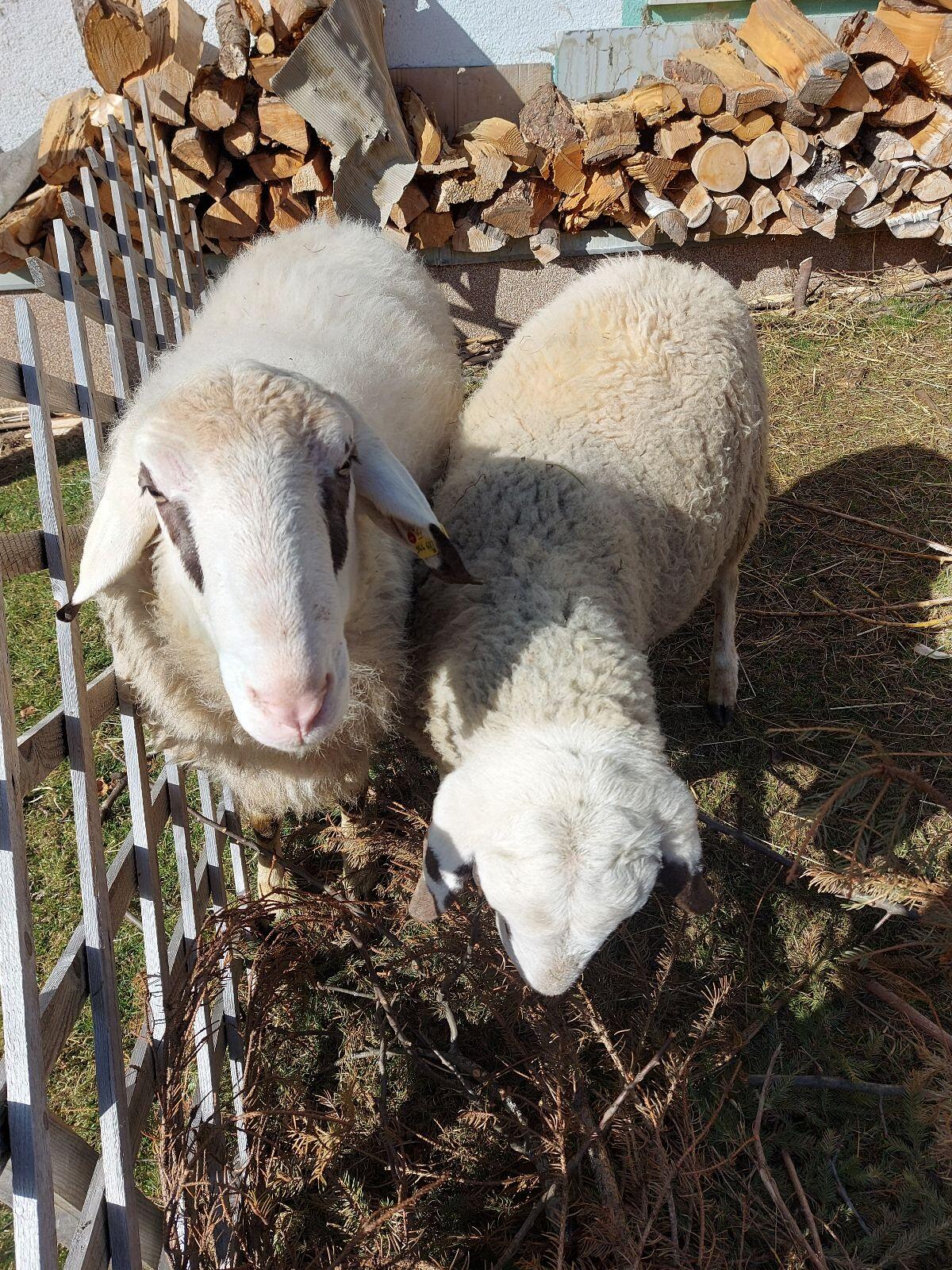 Kärntner Brillenschaf Widder 2