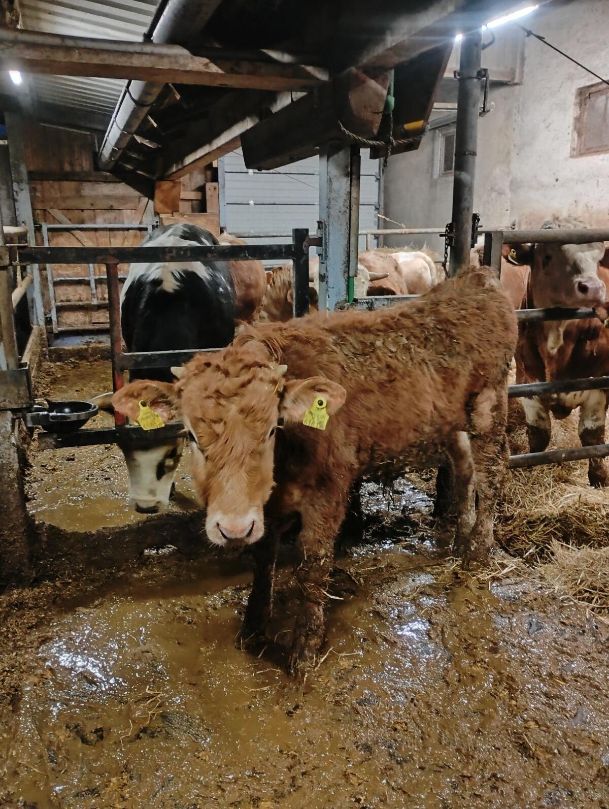 Murbodner Einsteller 2