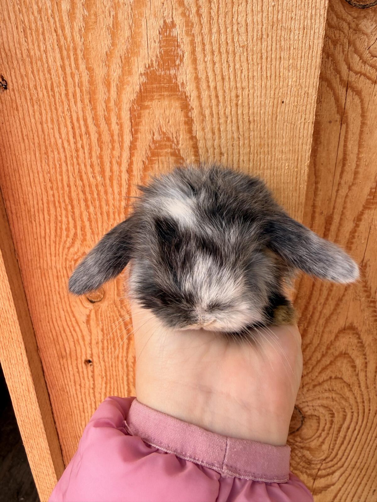 Junge Minilop Kaninchen 3