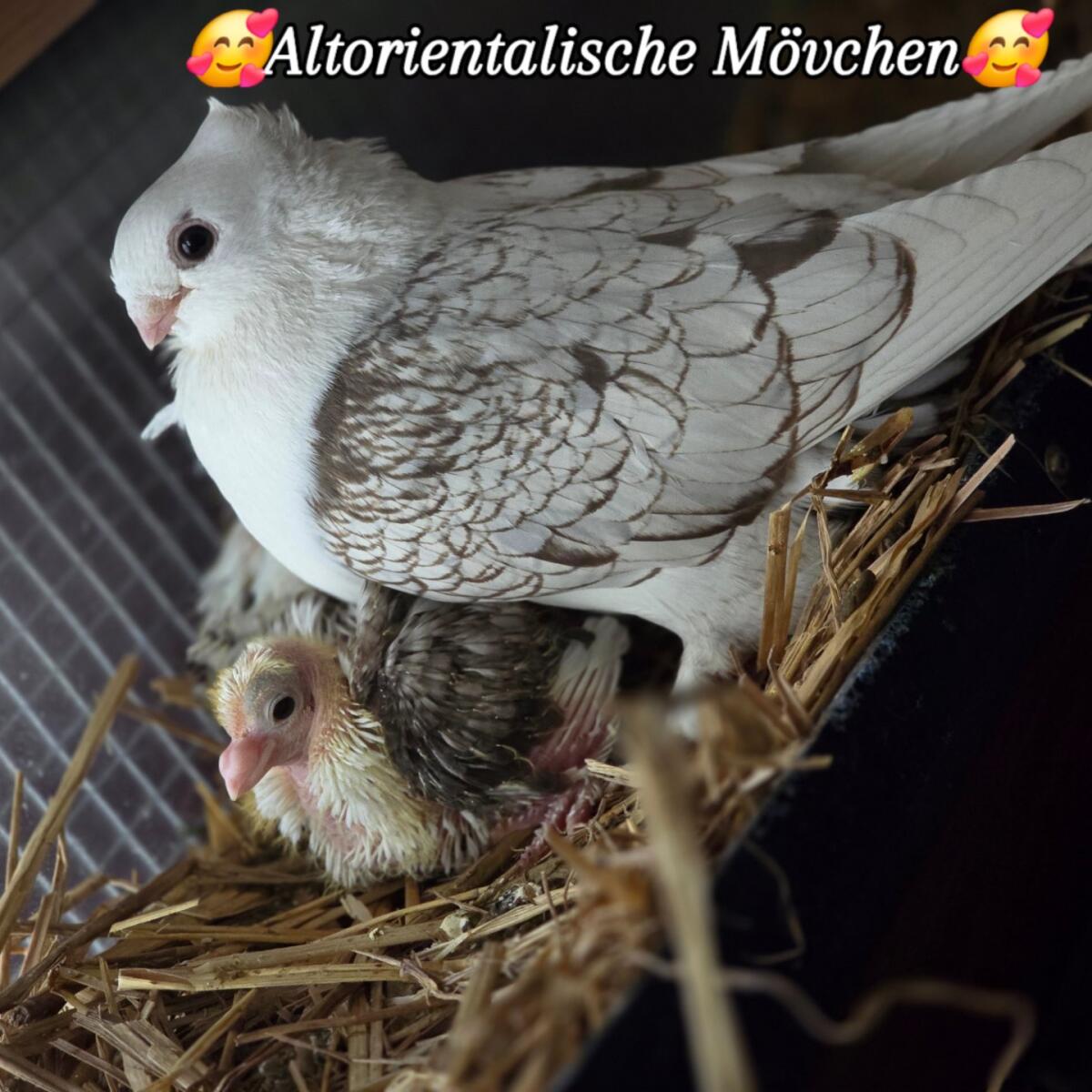 Altorientalische Mövchen 2