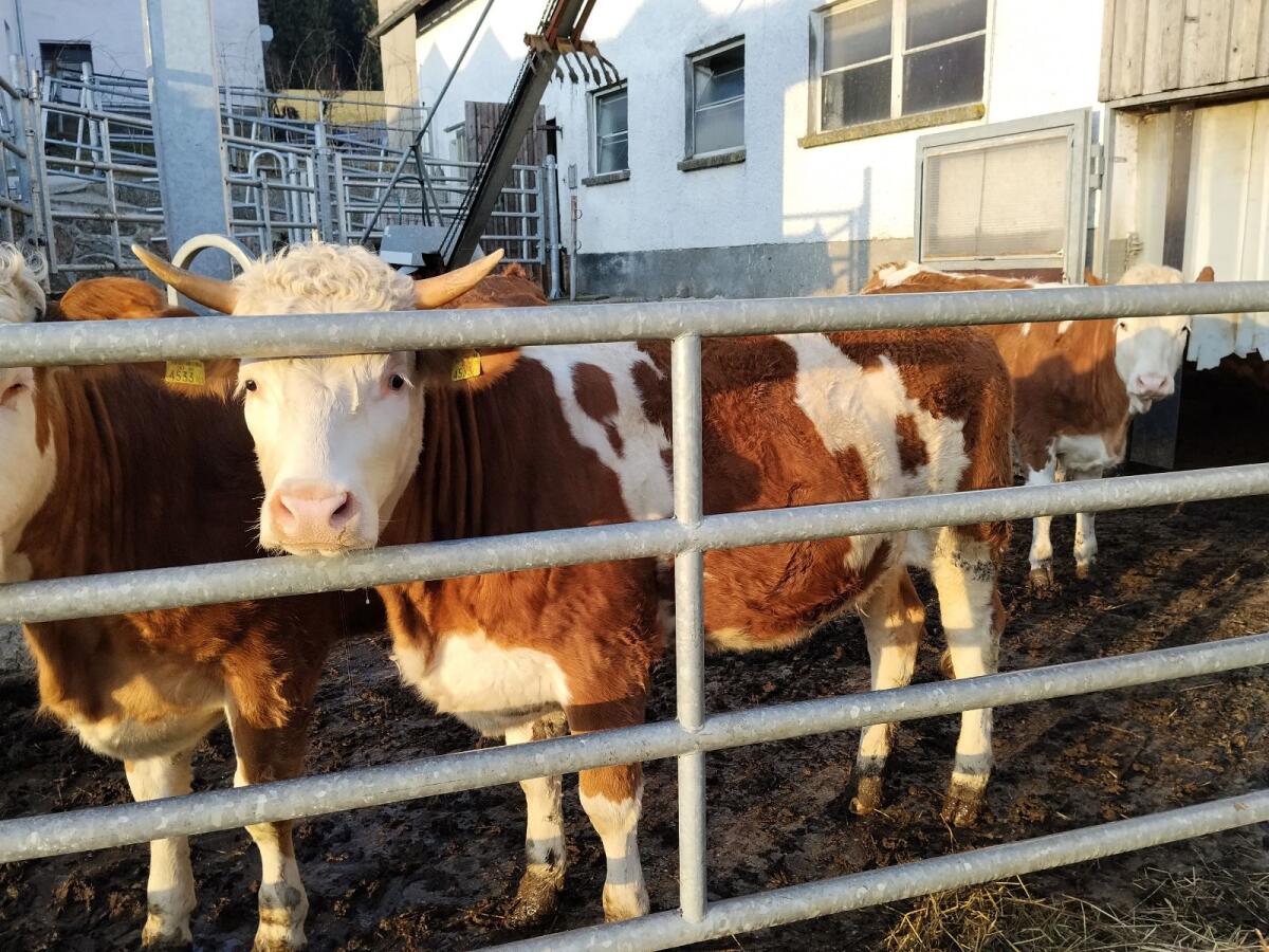 Verkaufe Fleckvieh-Kalbin 2