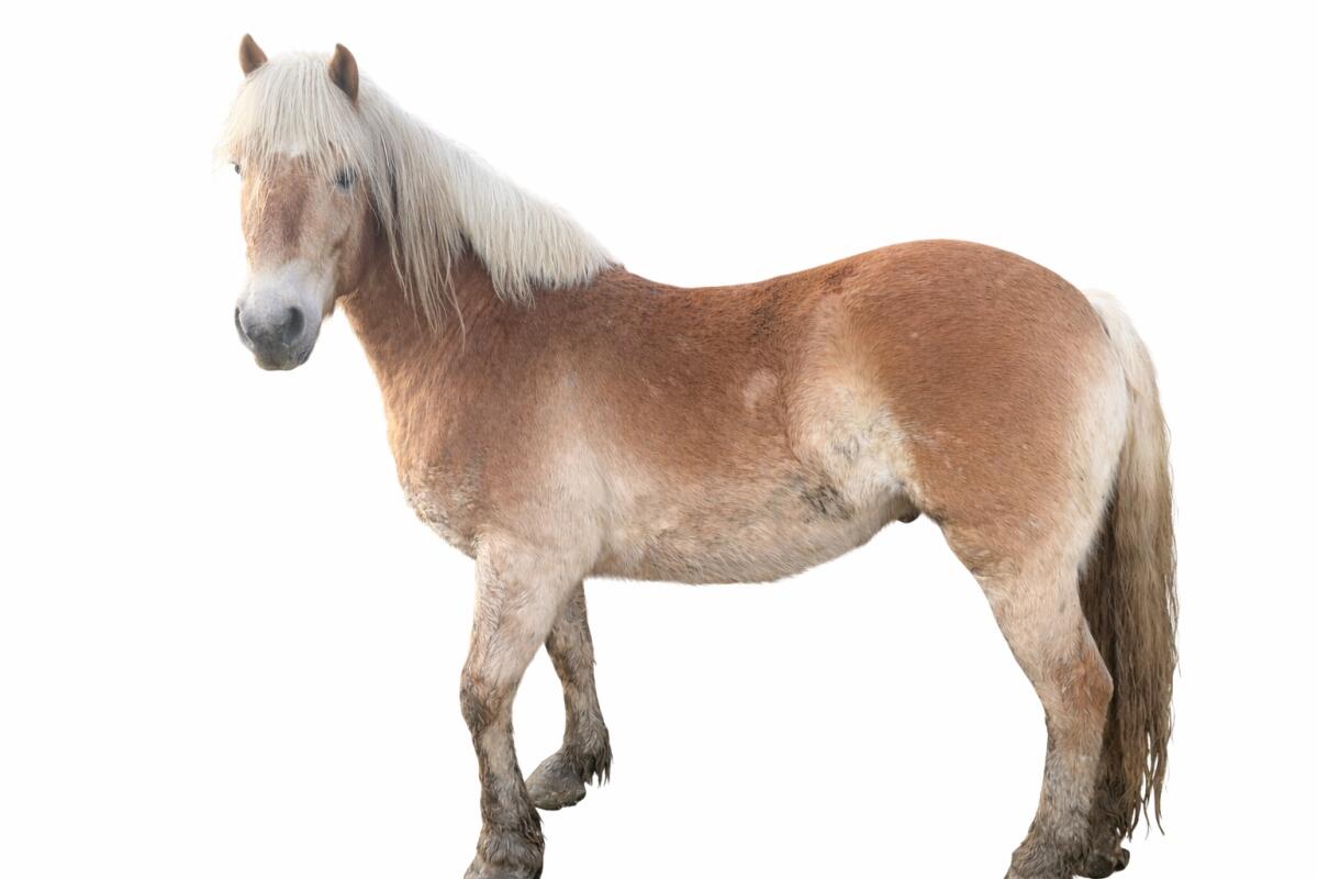 4-jähriger Haflinger 3