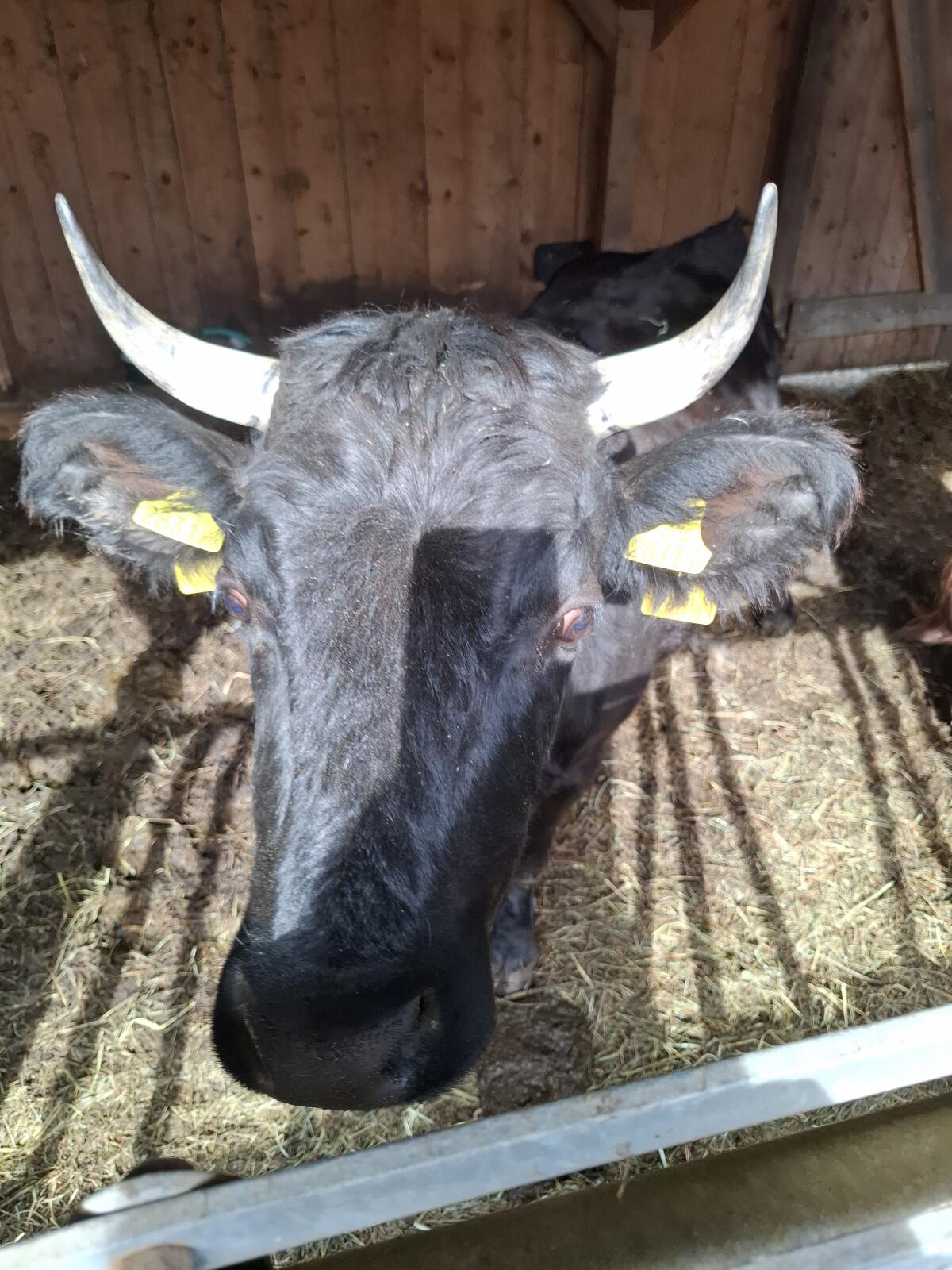 Dexter Kuh tragend 3