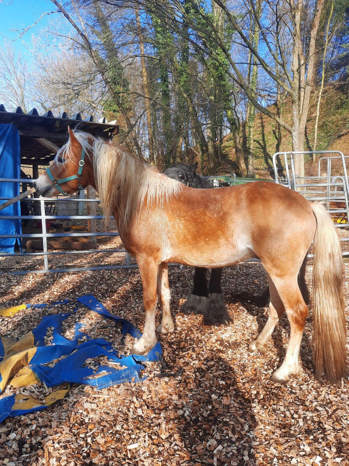 Haflinger Hengst Nicko 3