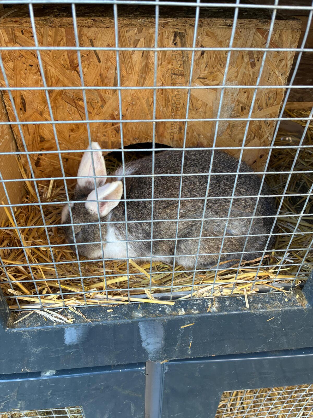 3 Kaninchen zu verschenken 3