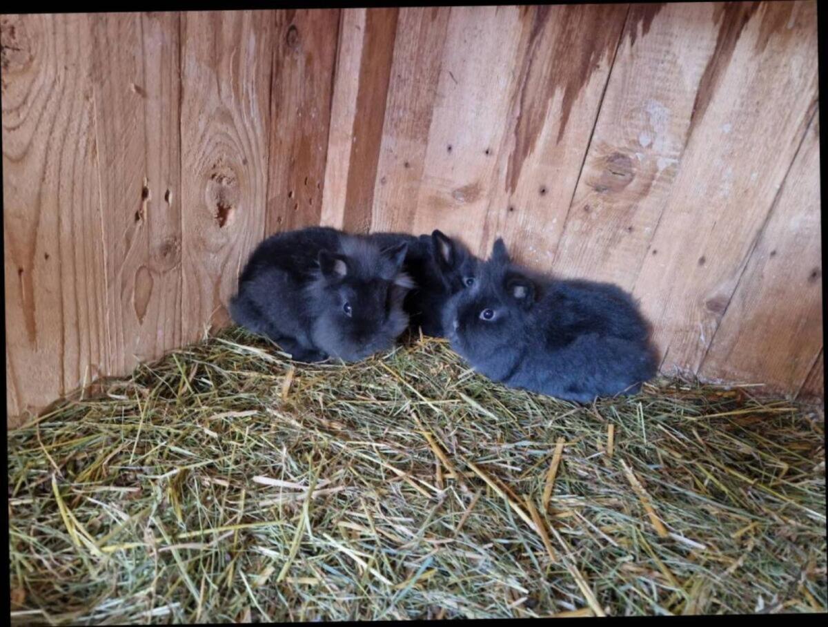 Löwenkopf-Zwerghasen 3