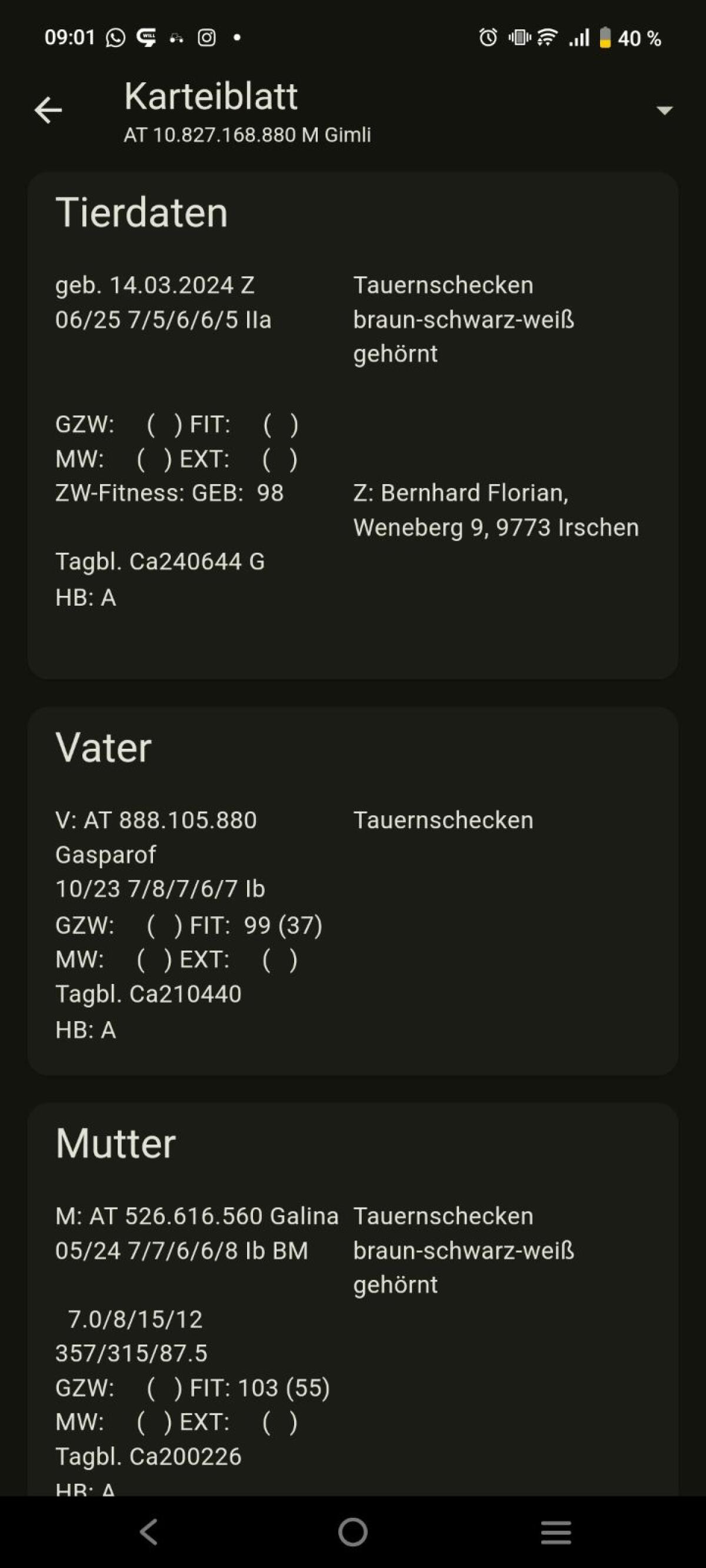 Tauernschecken-Bock Gimli 2