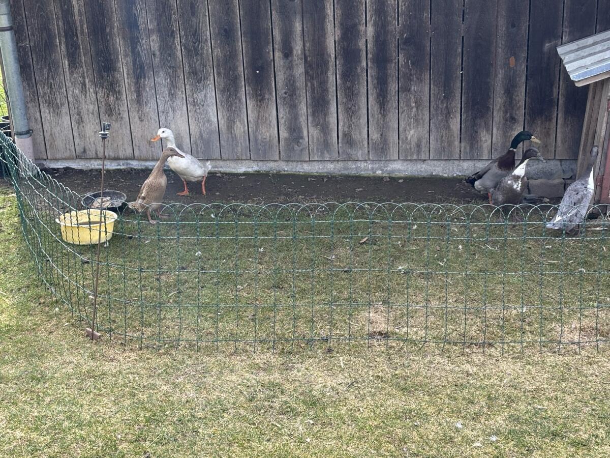 Laufenten-Pärchen 2