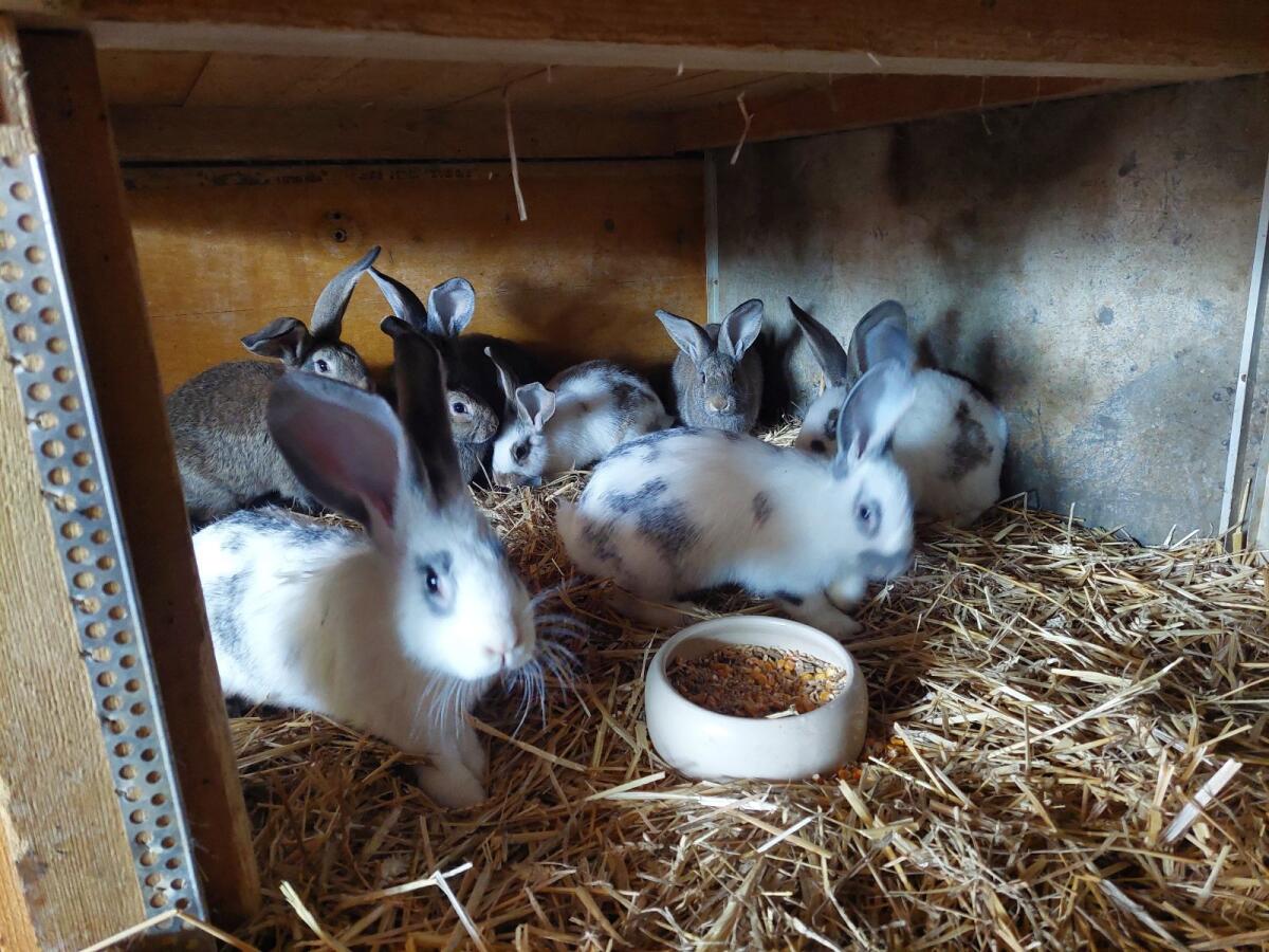 Chinchilla-Riesen und Mischlingshasen 3