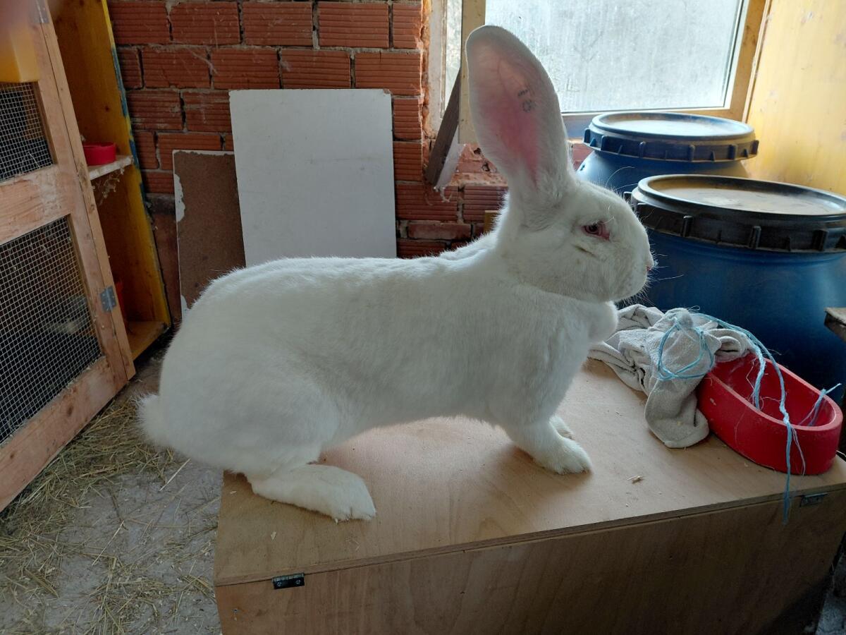 Riesen grau und weiß 3