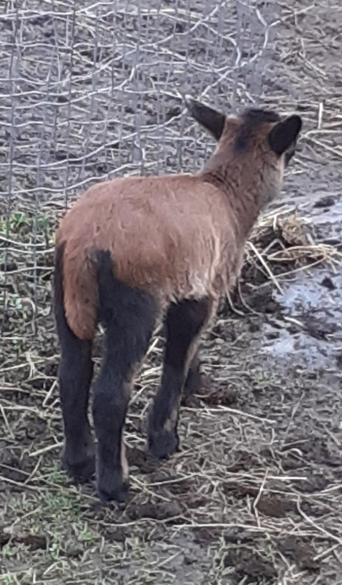 Kamerunbock klassisch gefärbt 2