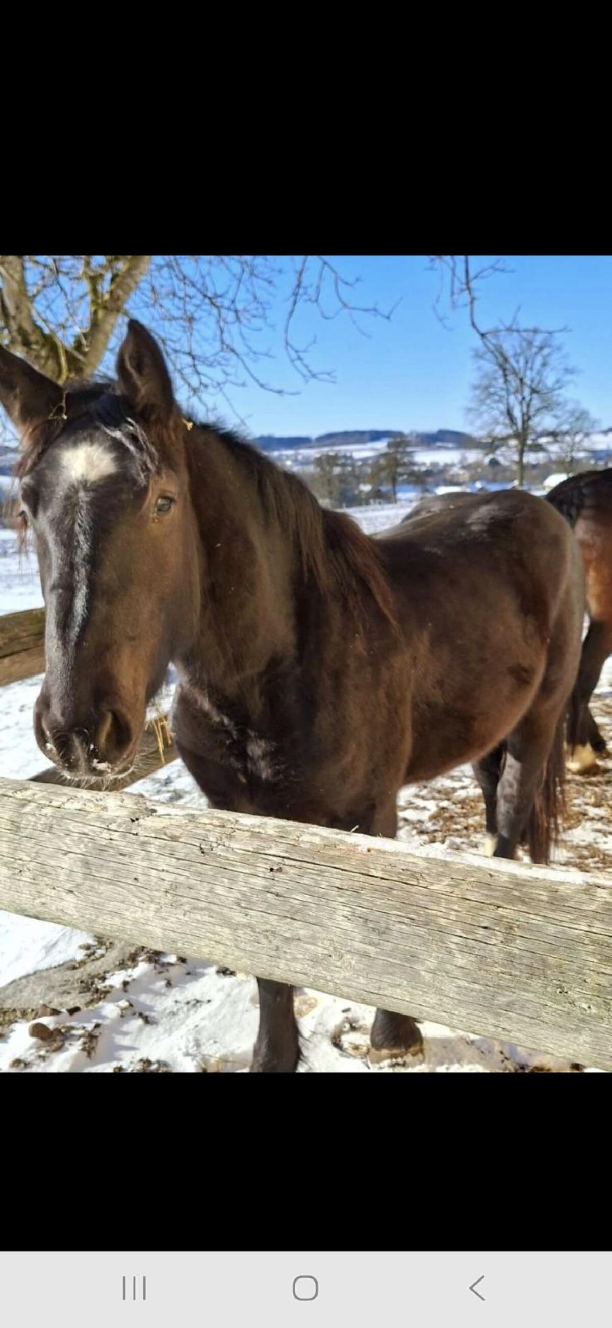 3-jähriger Norikerwallach 3