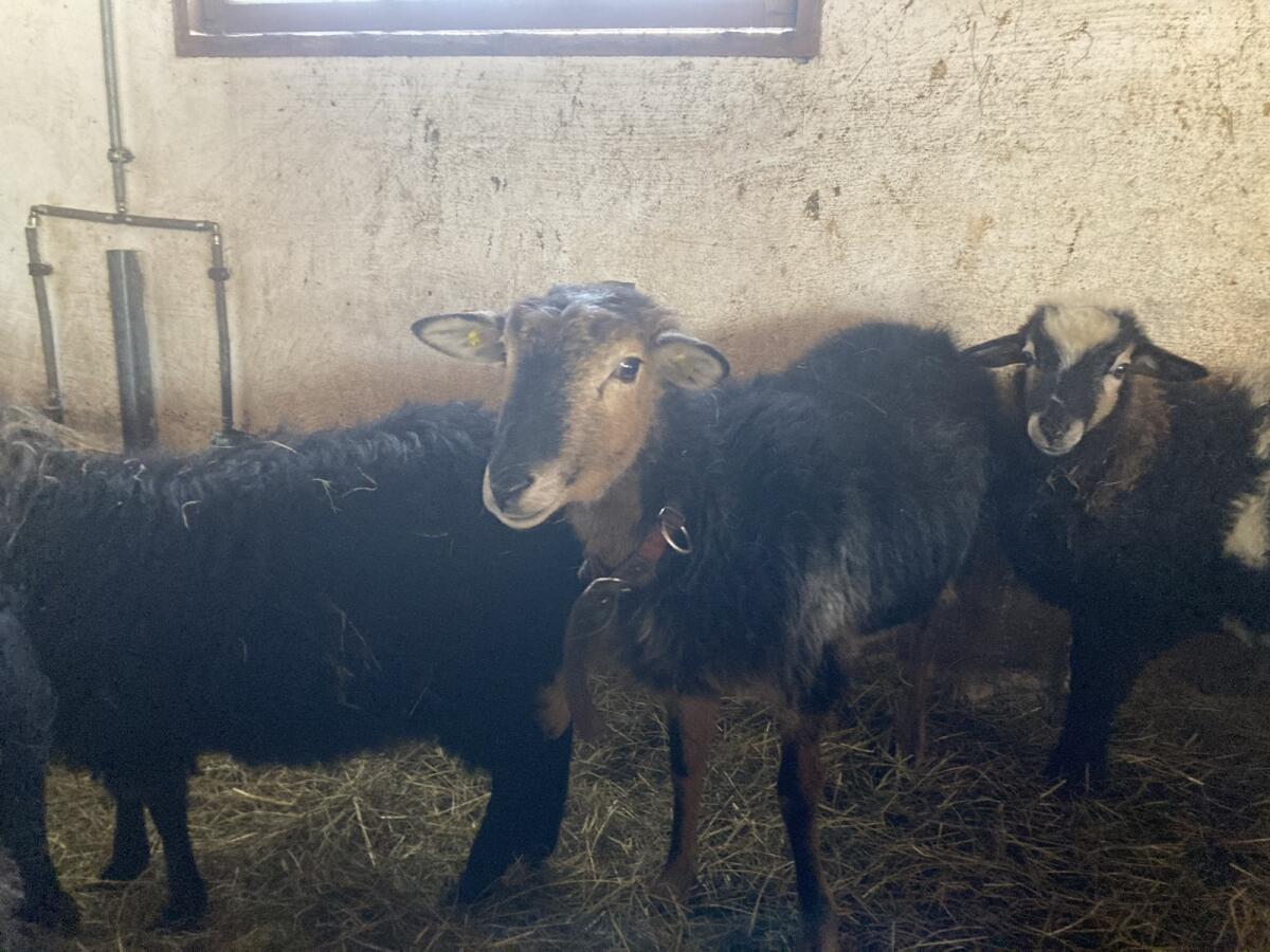 Krainer Steinschaf 2