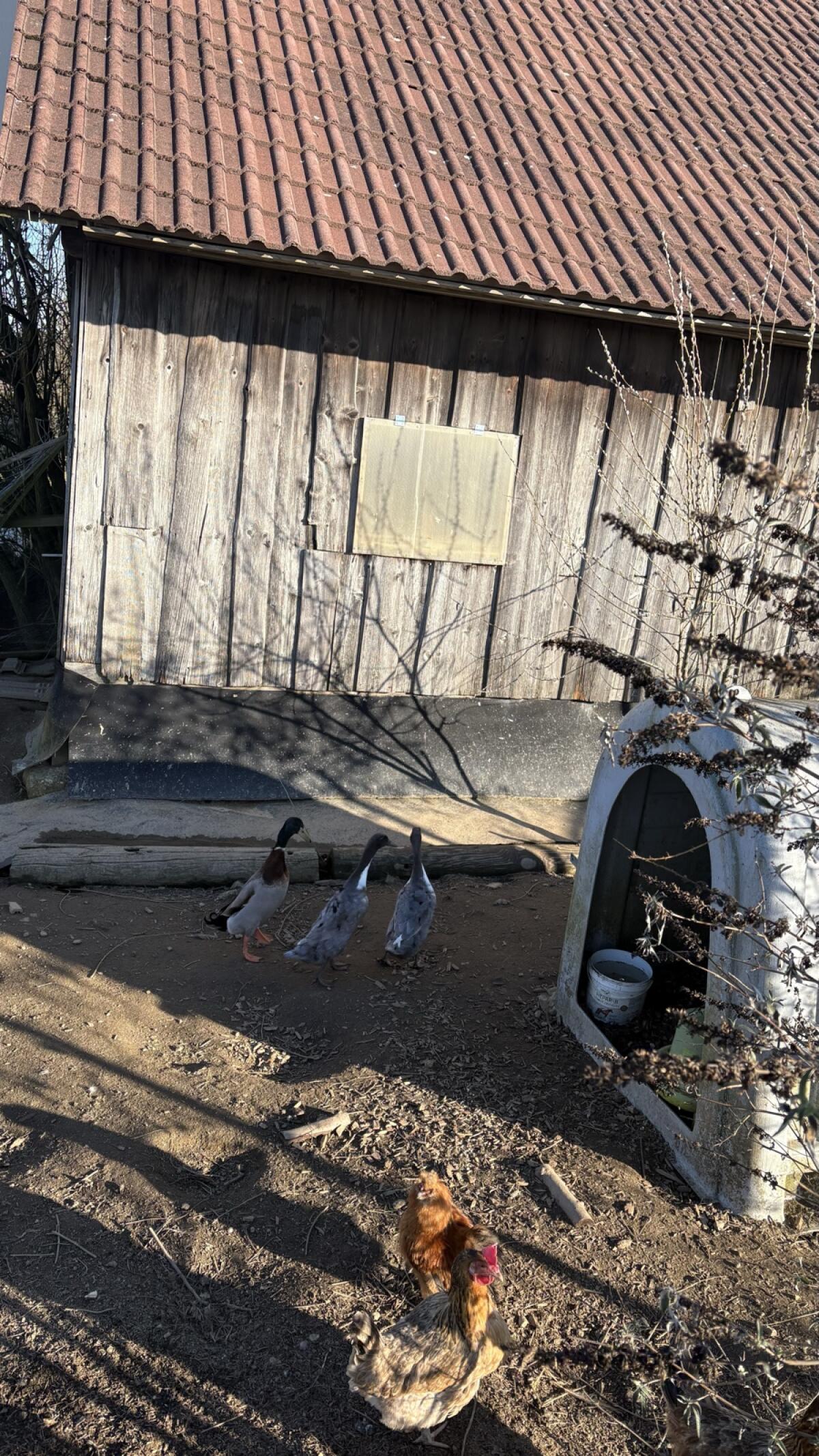 3 Laufenten zu verschenken 2