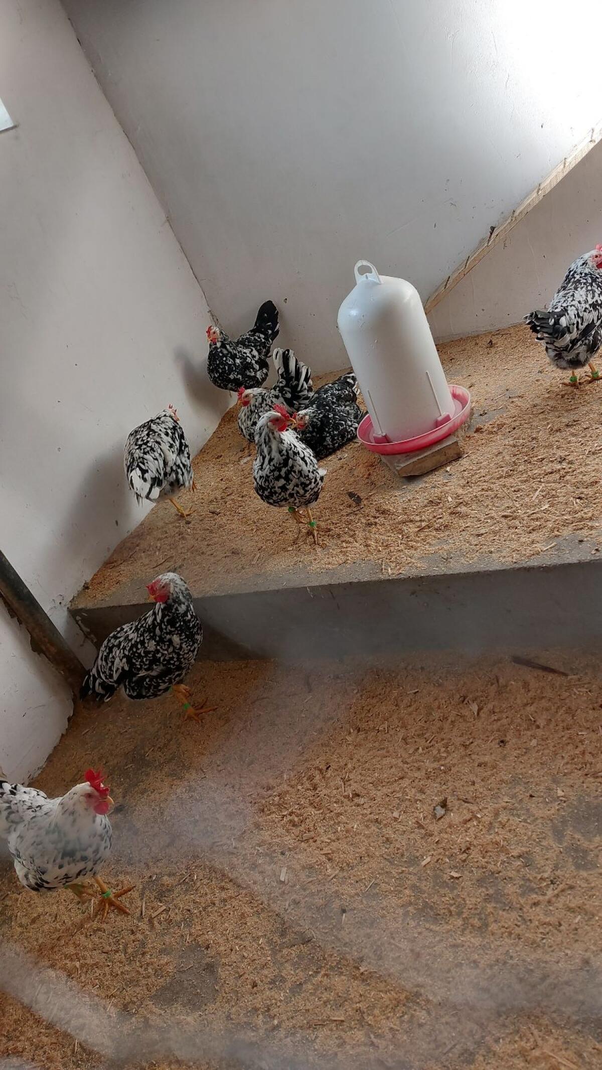 Bruteier Leghorn Exchequer Huhn 2