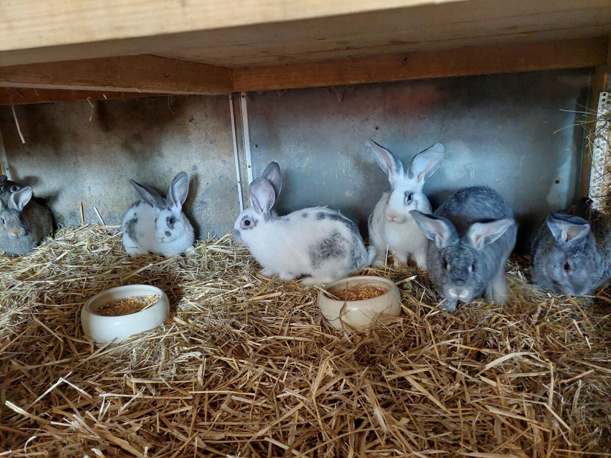 Chinchilla-Riesen und Mischlingshasen 2