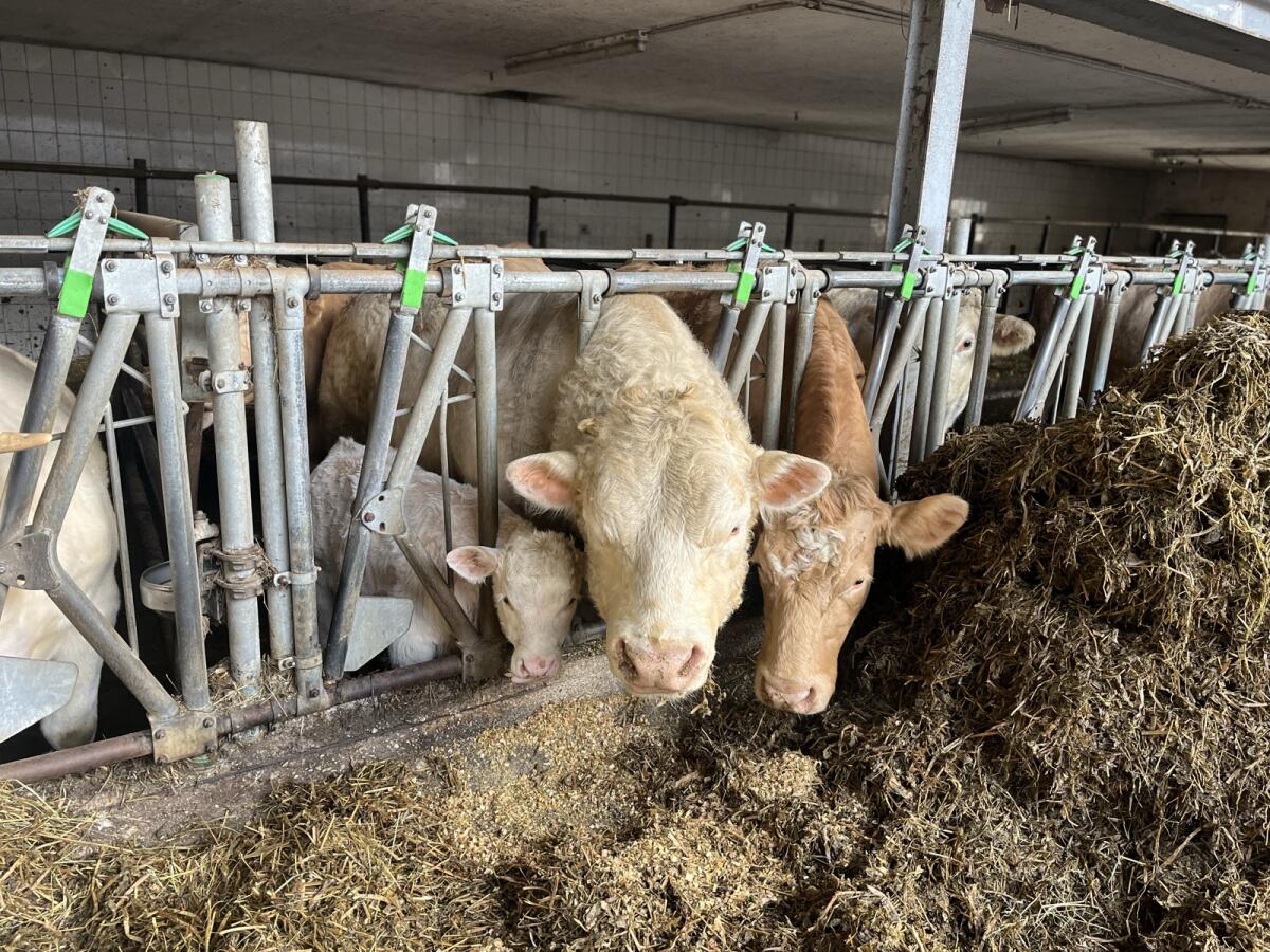 Charolais Stier 2