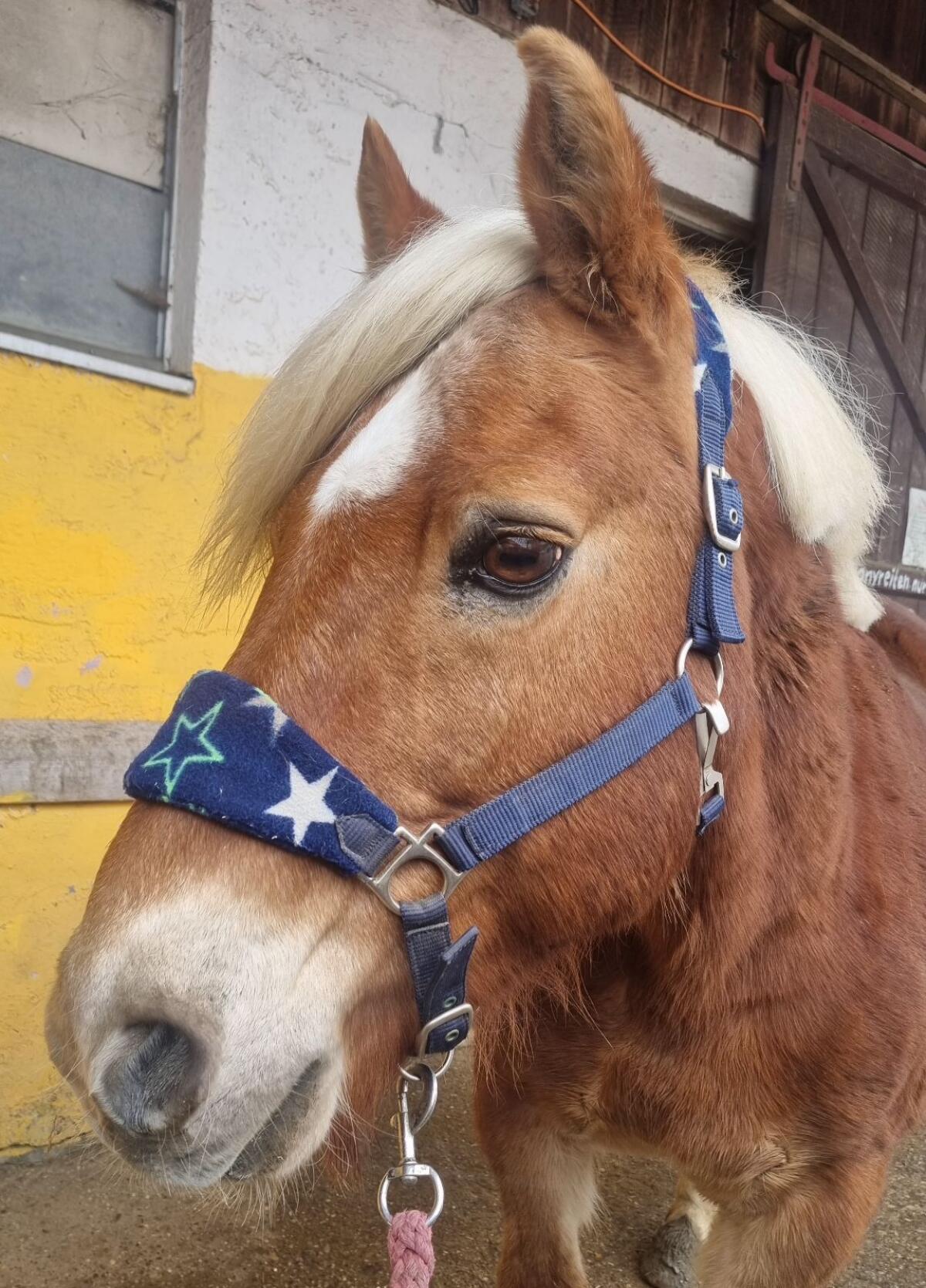Haflinger Wallach 2