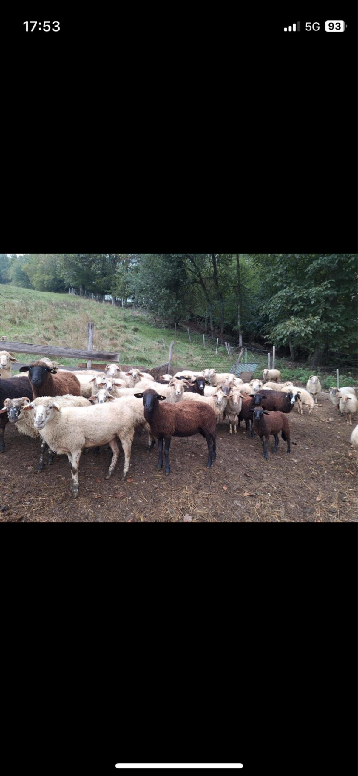 Schafe zu verkaufen 3