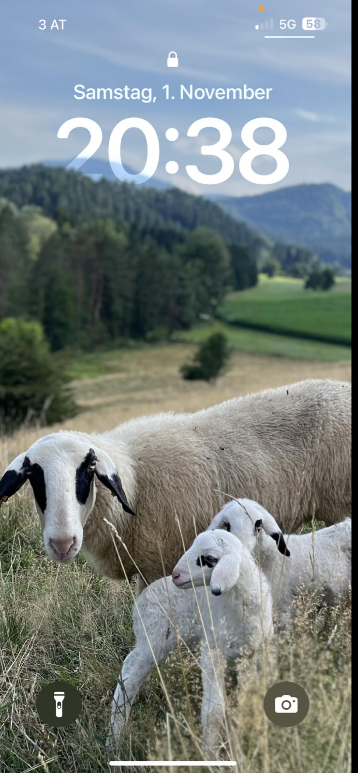 Kärntner Brillenschaf Mutterschafe 2