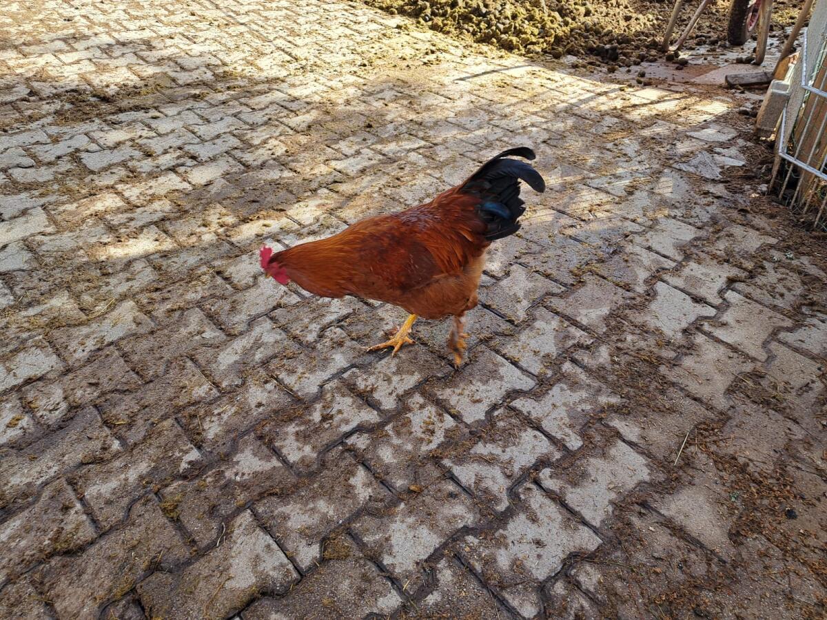 3 Stk. Hähne zu viel 2