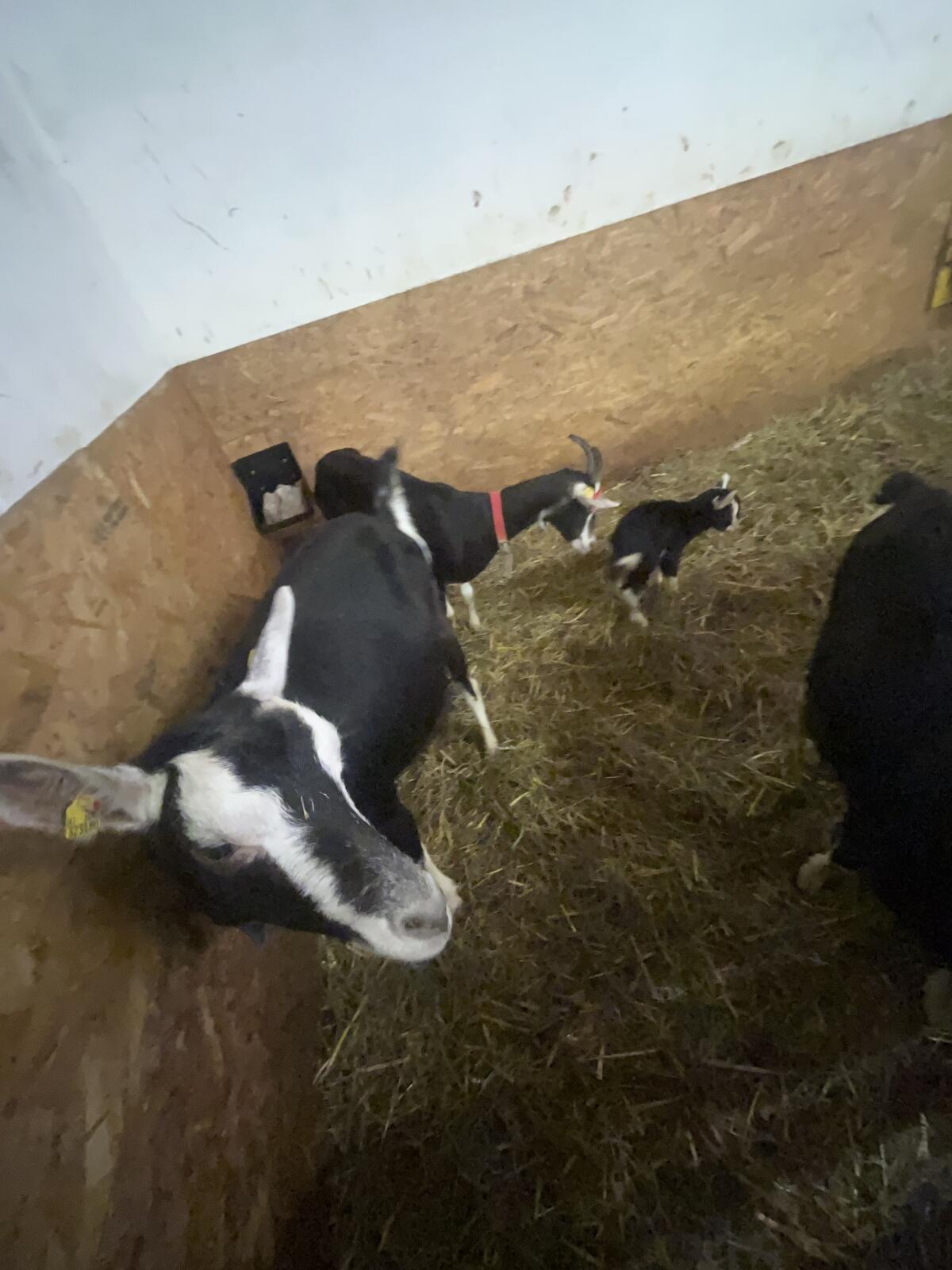 Junge Strahlenziegen 2