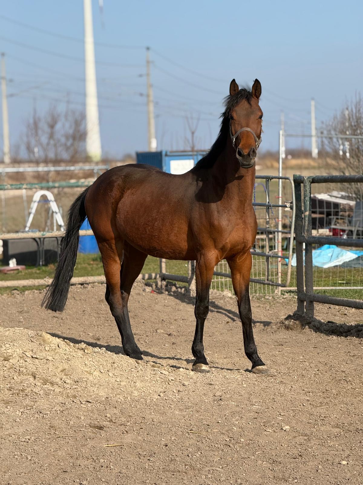 4-jährige Oldenburger Springpferd Stute 2