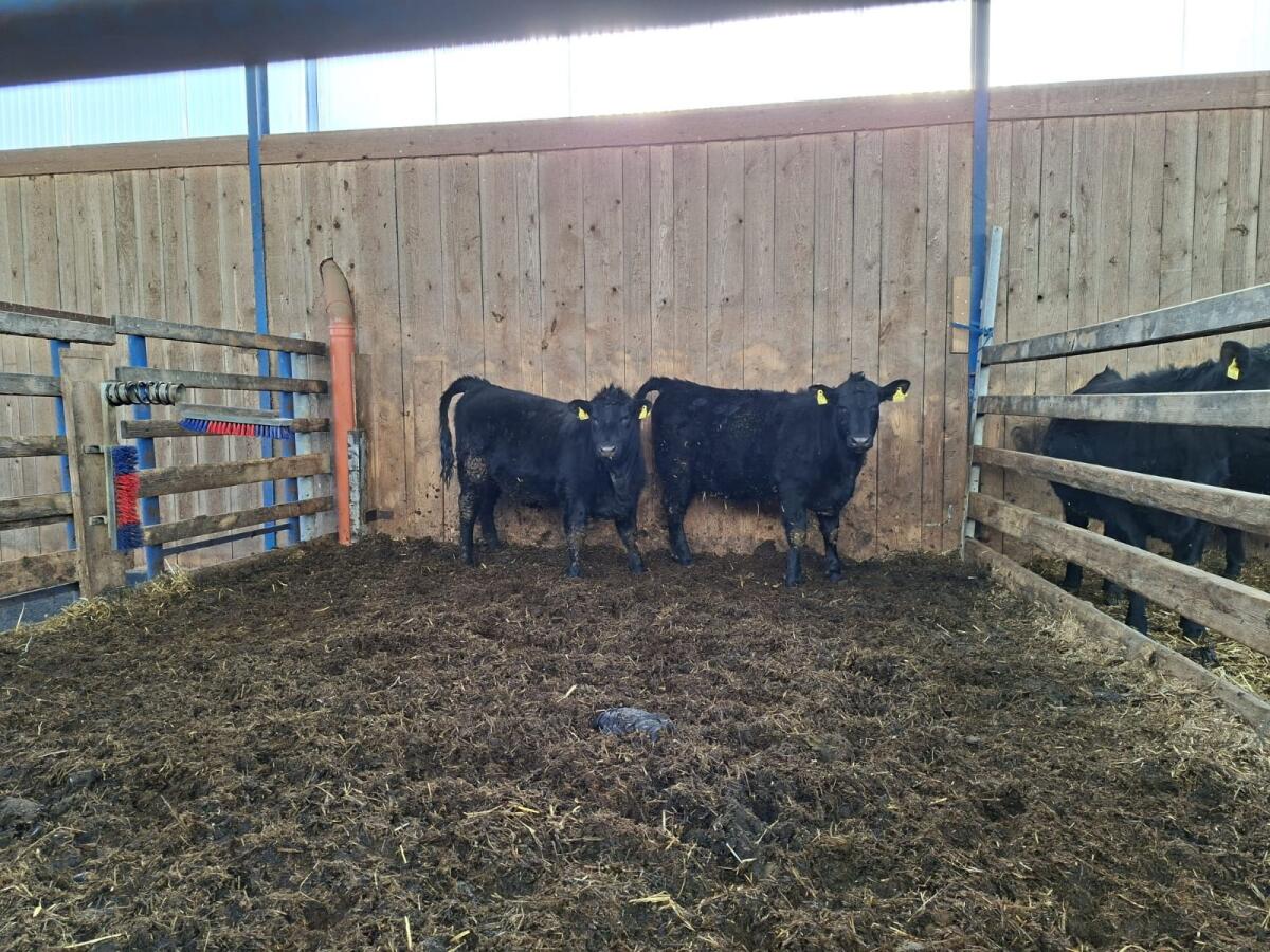 Angus-Kalbinnen mit Herdebuch 3