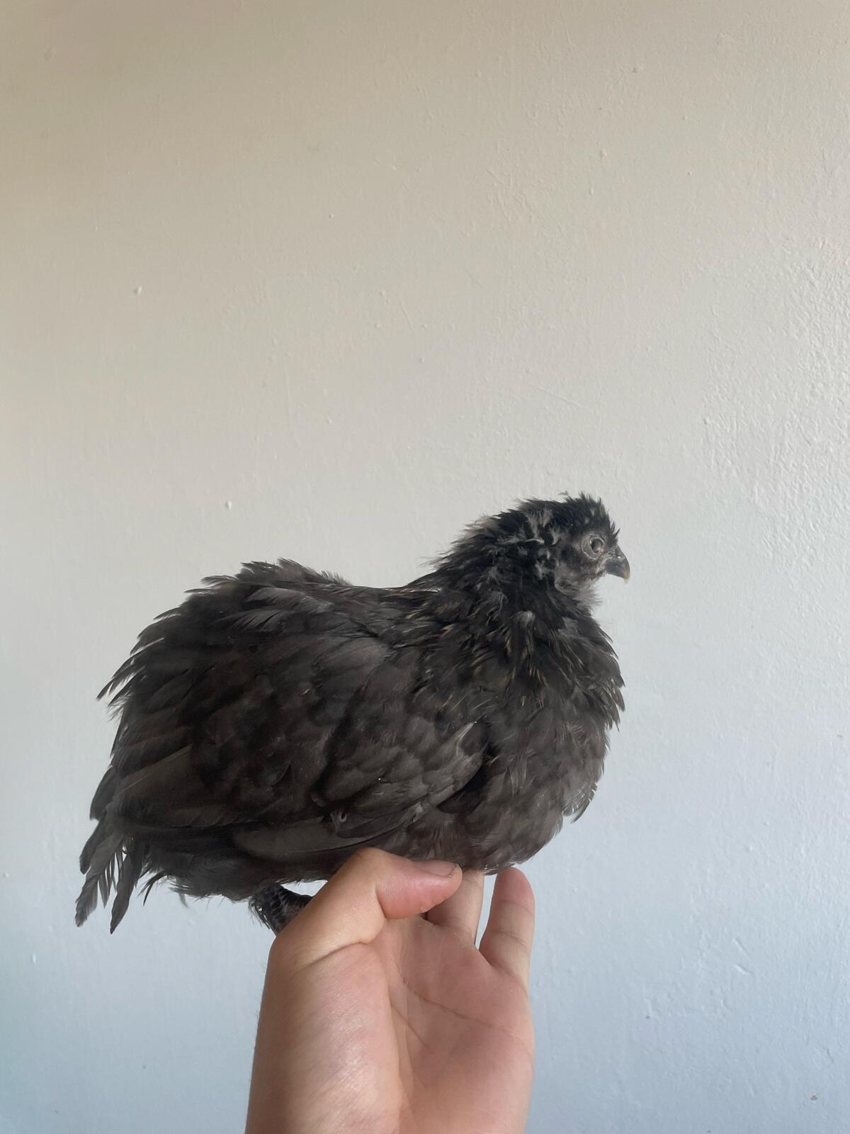 Bruteier Olivleger Grünleger Bunte Eier 2