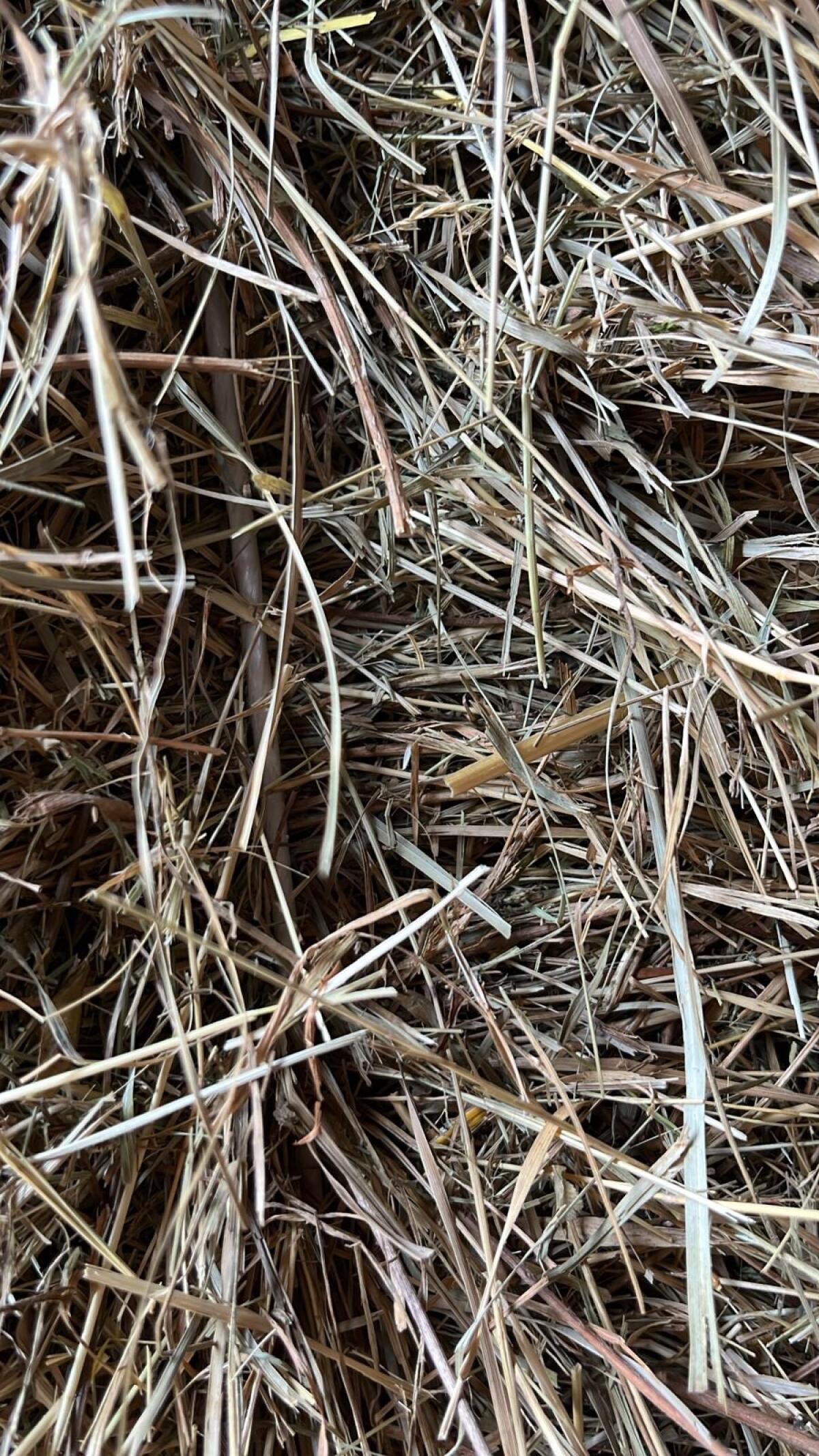 Öhmd (zweiter Schnitt) 2