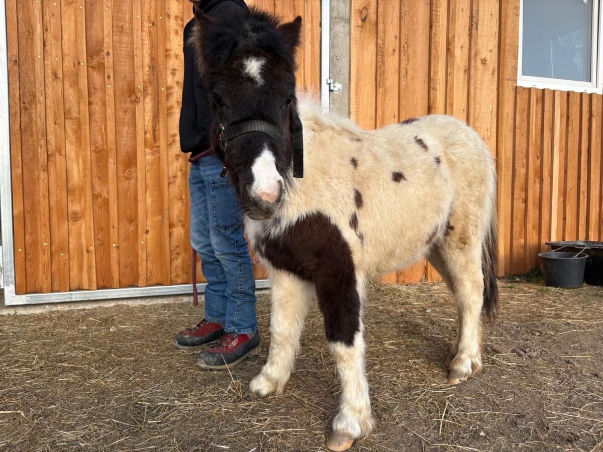 Mini Shetty 2