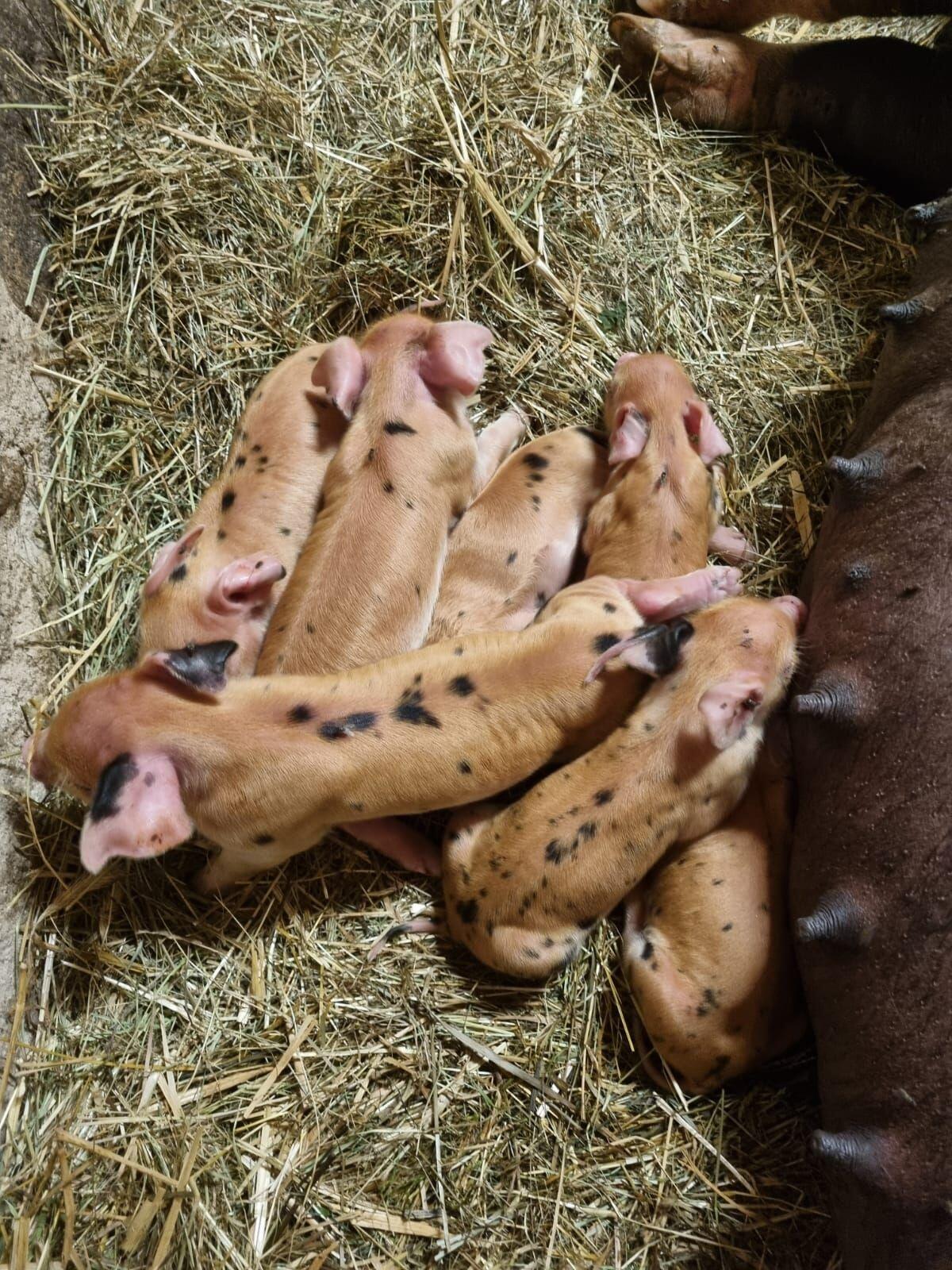 Duroc Mix Ferkel Berkshire Schwäbisch Iberico 3