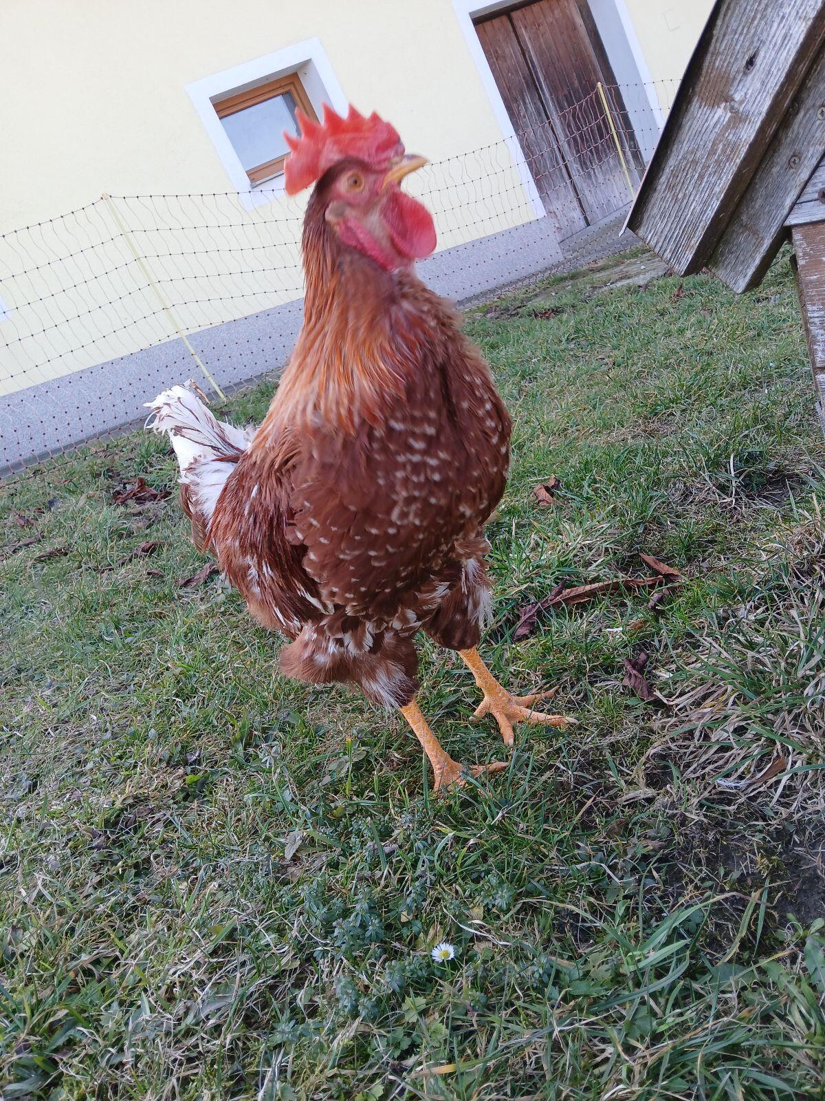 Junger Hahn abzugeben 2