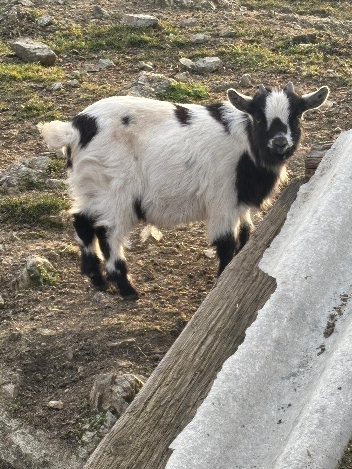 Ziegen 3