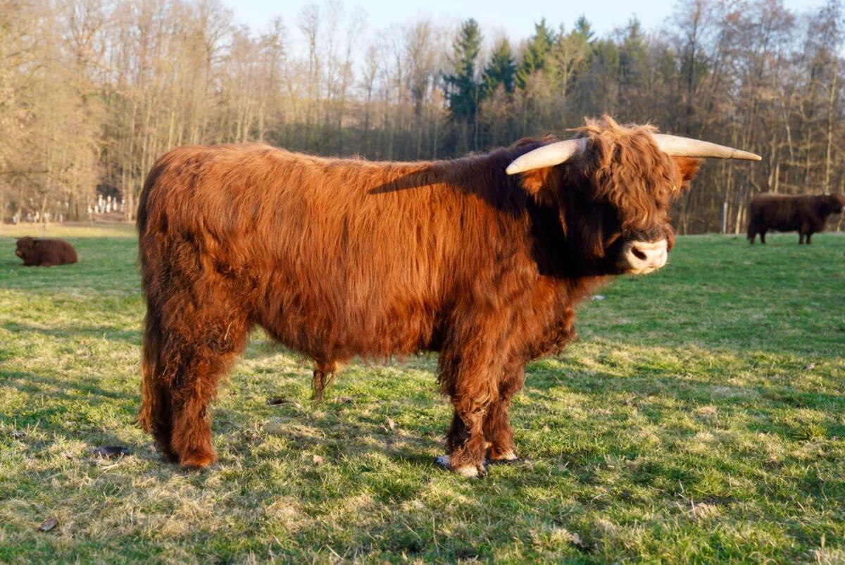 BIO Hochlandrinder Jungstier 2