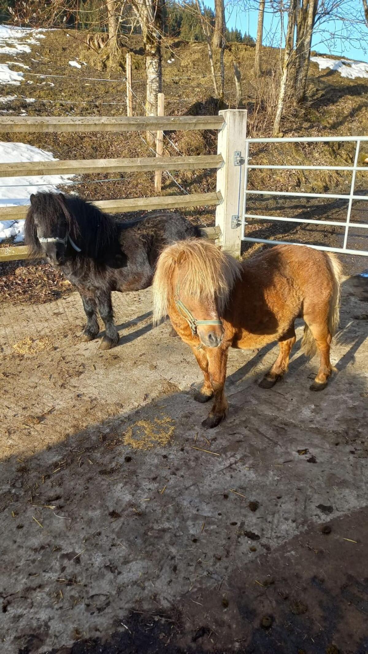 Pony zum Aussuchen 2