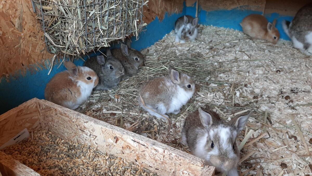 Riesenscheck-Mix-Kaninchen 3