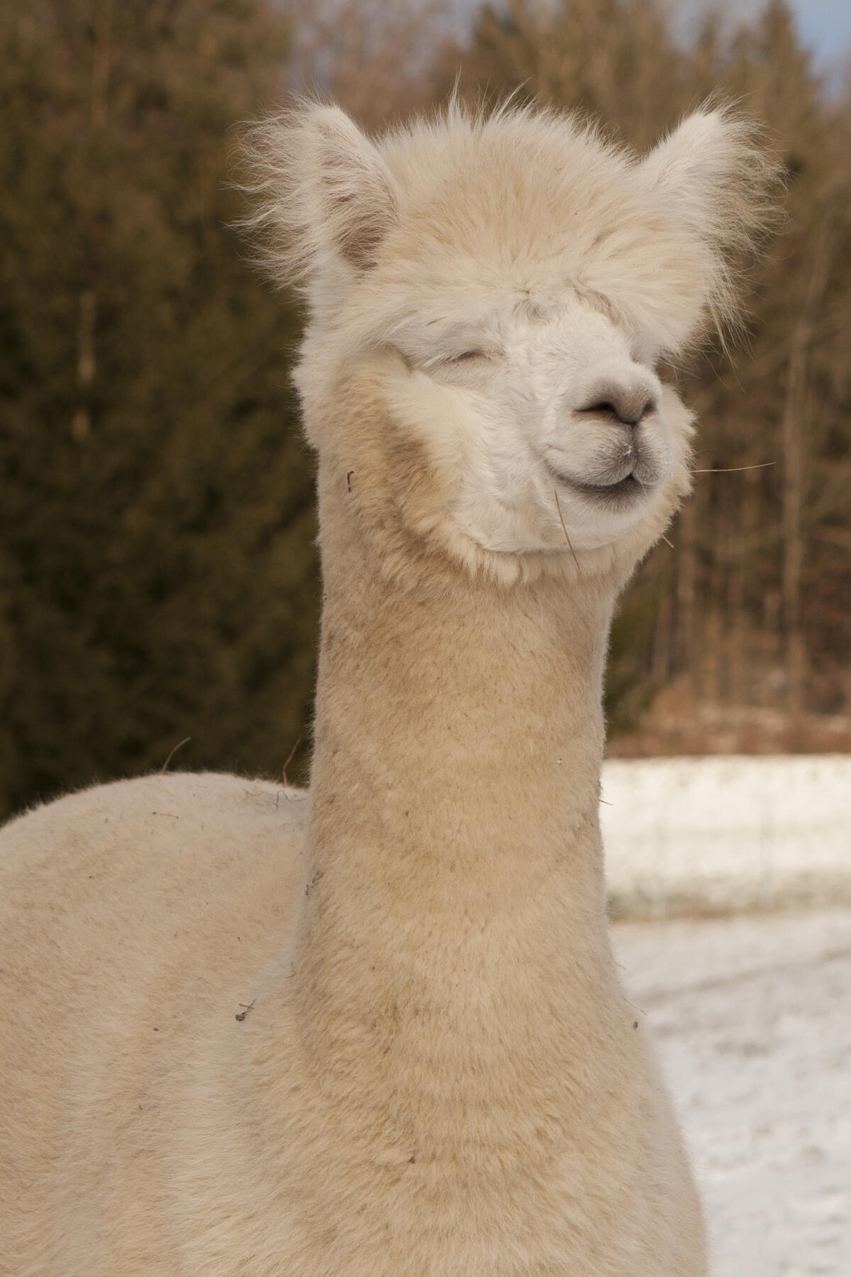 Huacaya Alpaka Wallach 2