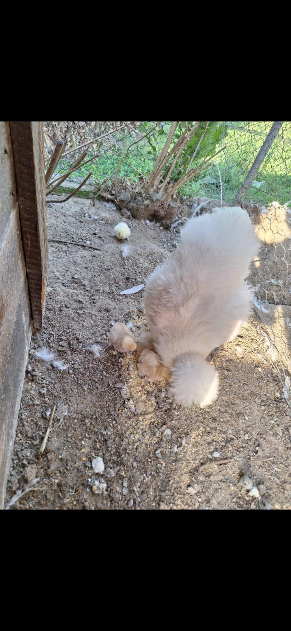 Bruteier Seidenhuhn 2