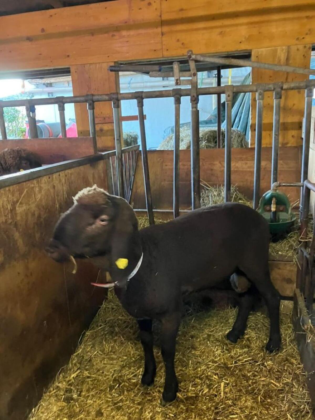 Bergschaft-Widder ohne HB. 2