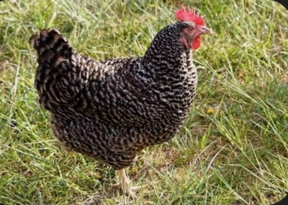 Junghennen (Legehennen) 2