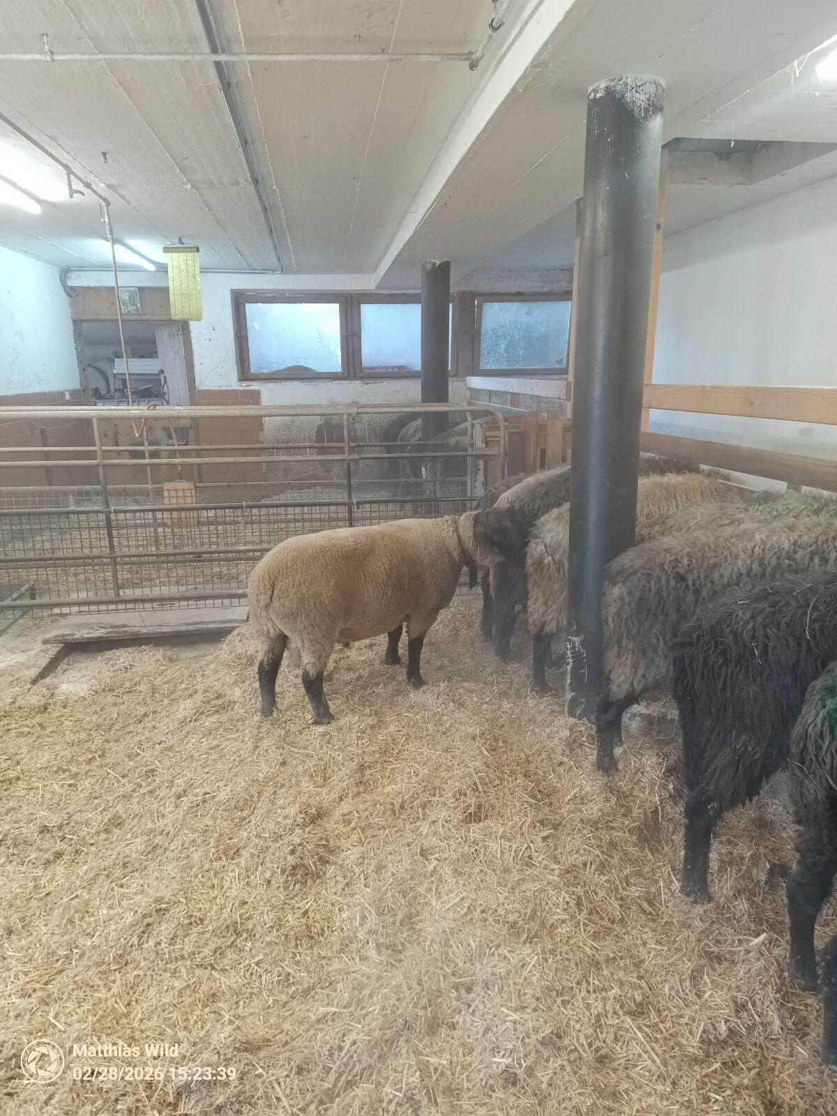 Suffolk Widder WK1 2