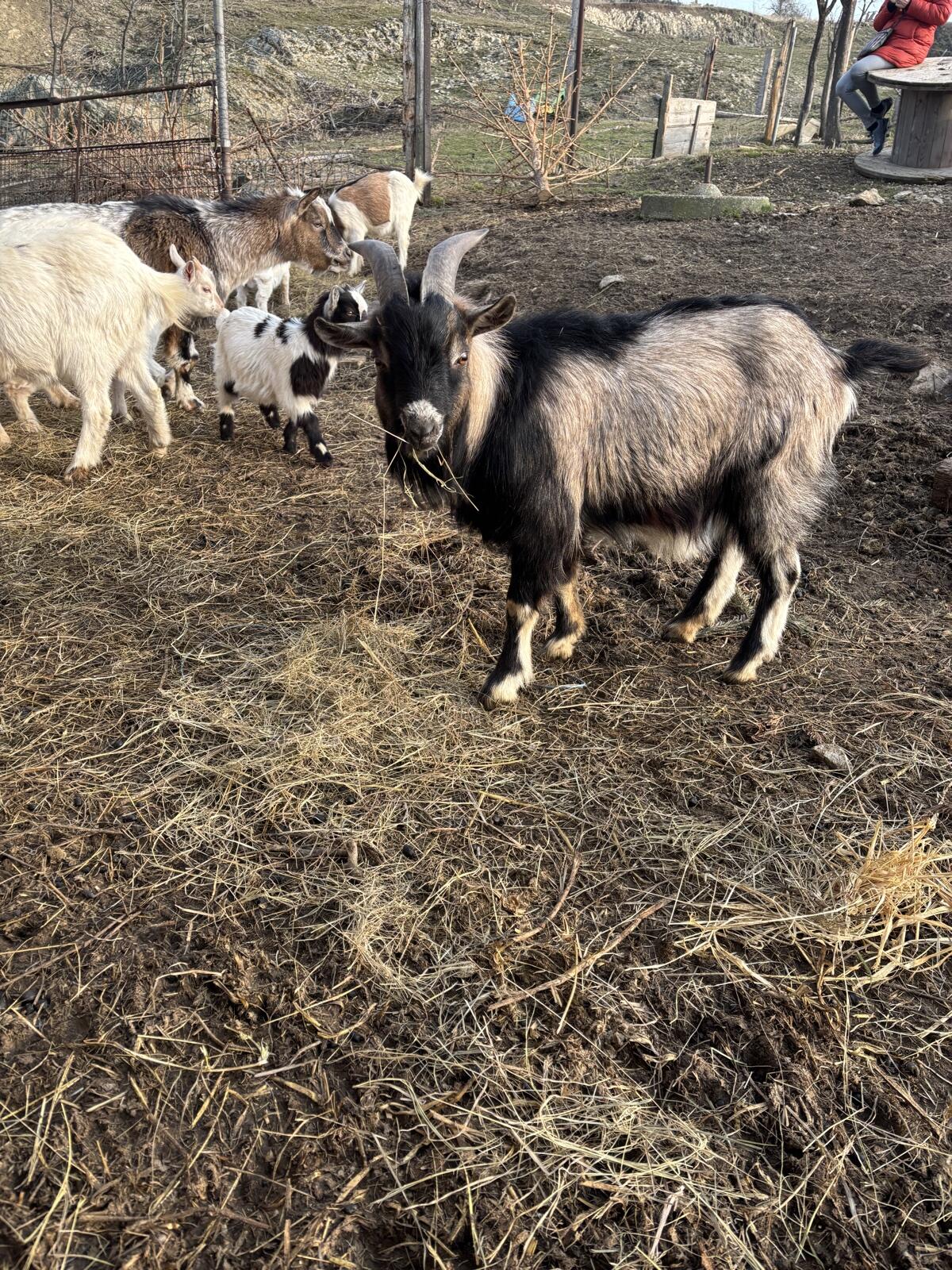 Ziegen 3