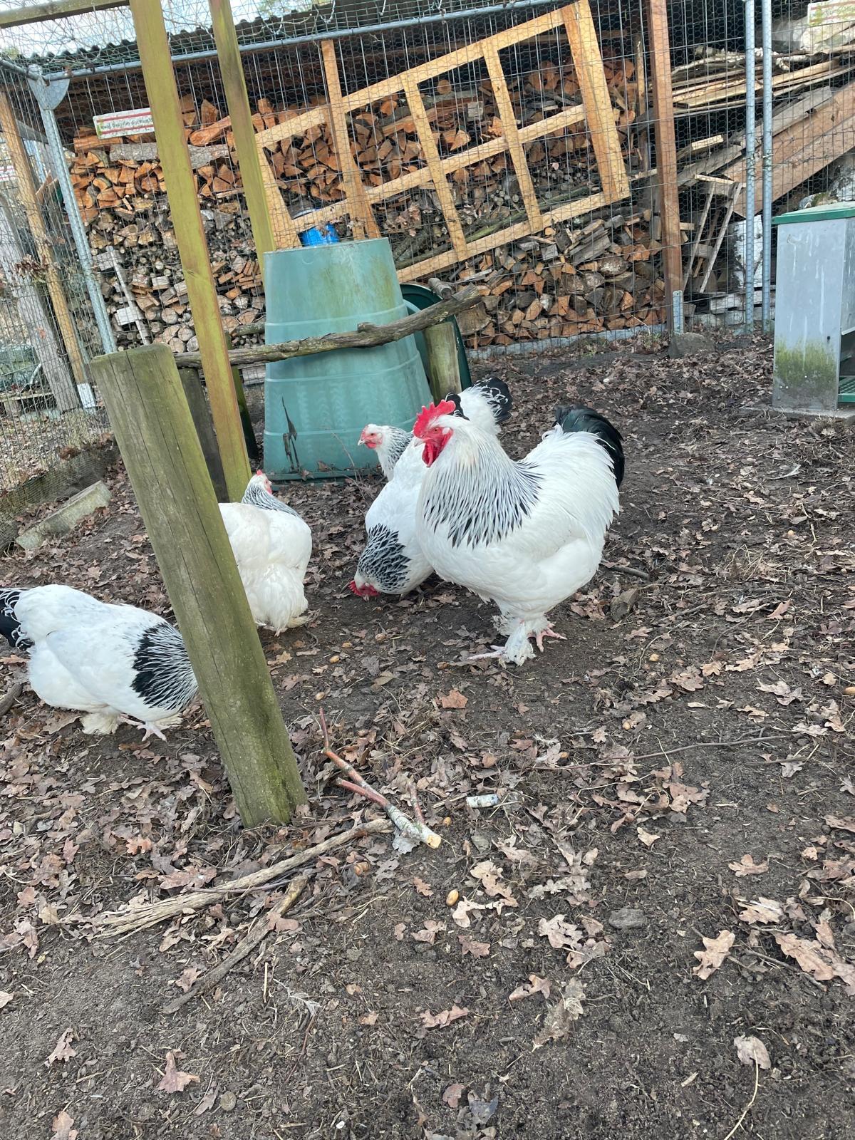 Bruteier der Sundheimer Hühner 3