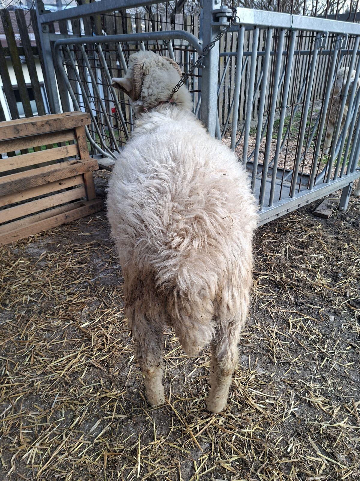 Weißer Steinschafwidder 2