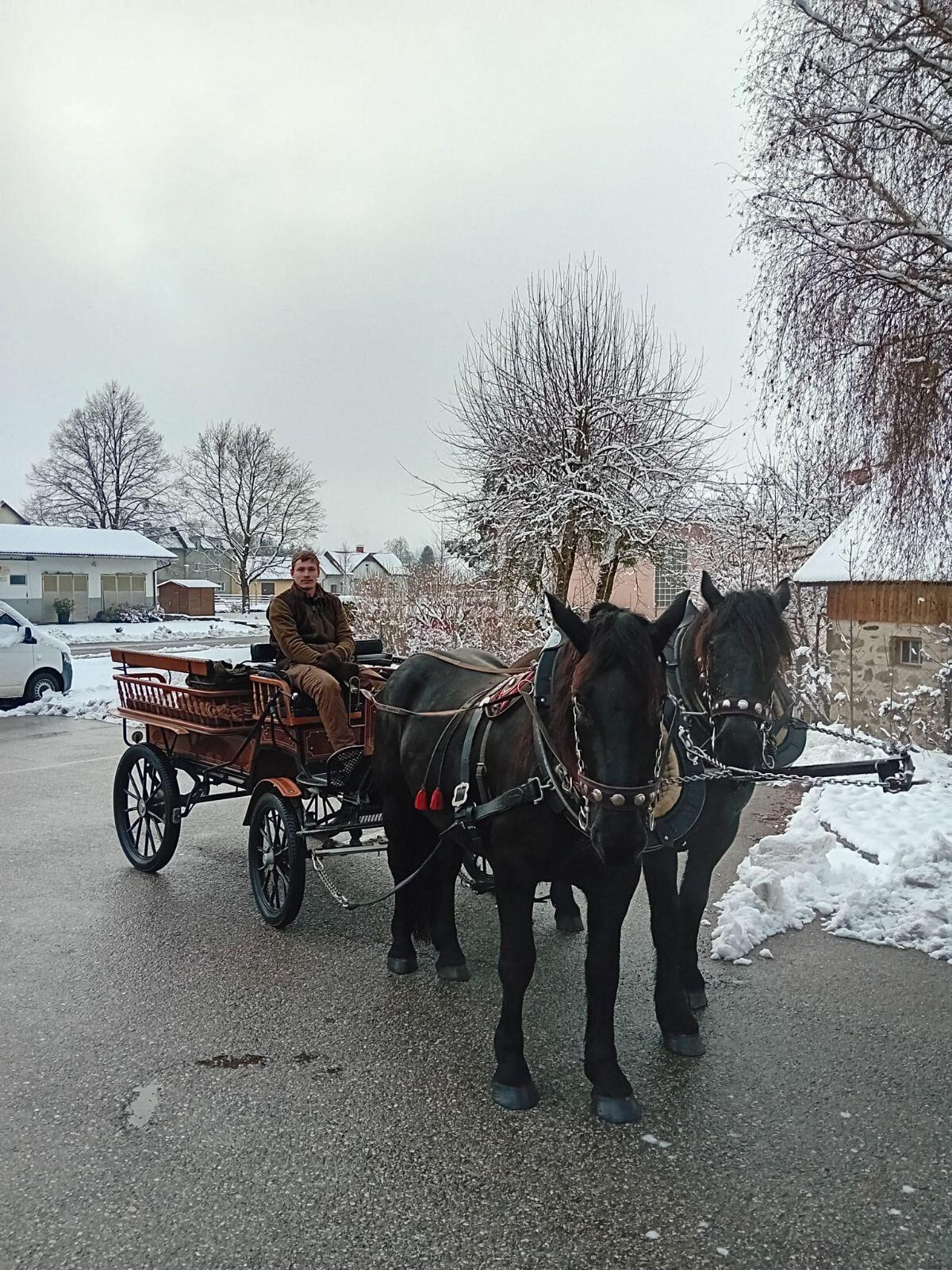 Verkaufe braven Noriker Wallach 3